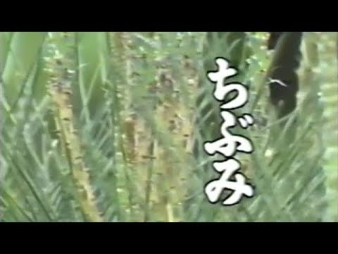 ちぶみ（ちぶみ）