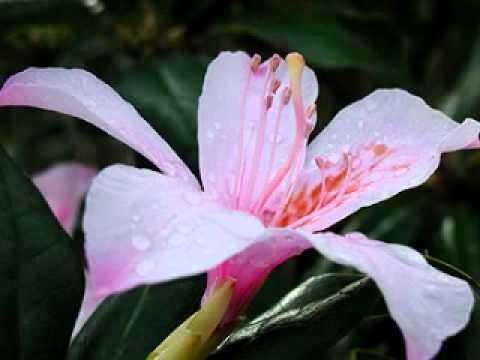 三拝ゆー（みはいゆー）
